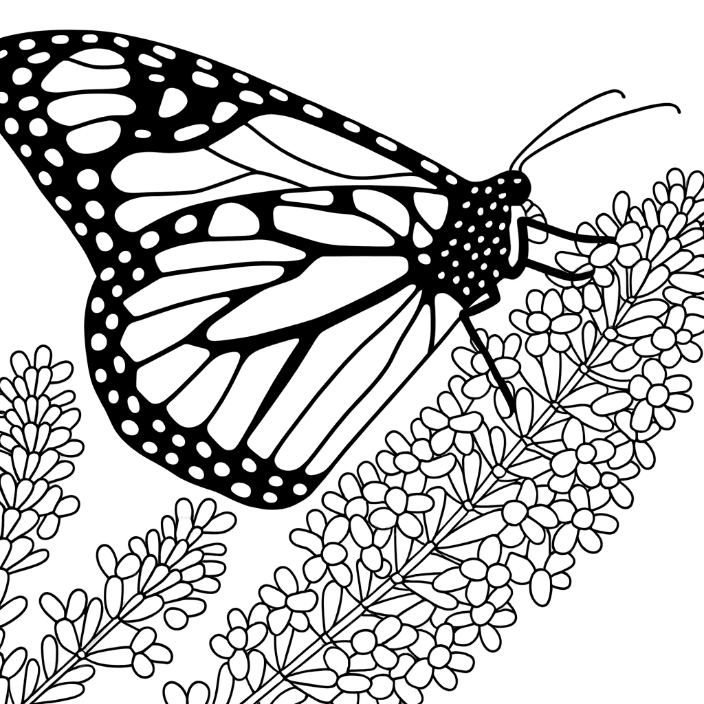 Mariposa Monarca en Lavanda: Dibujo para Colorear